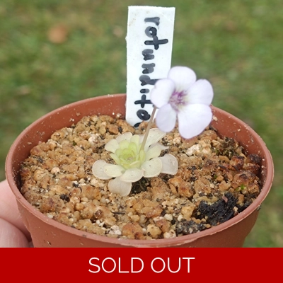 Pinguicula rotundiflora